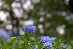 生田緑地【あじさい山：紫陽花(青系)】①20250620