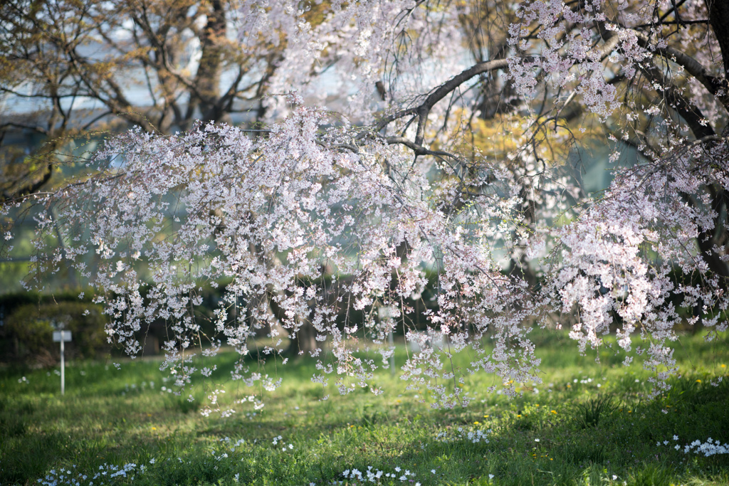 小石川植物園【枝垂れ桜】③20230322