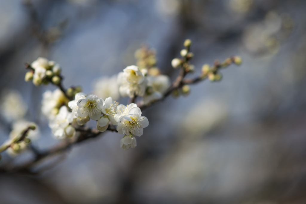 府中市郷土の森公園【梅の花：一重緑萼】20220305