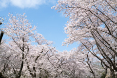 昭和記念公園【桜の園：桜林の近景】⑤20230329