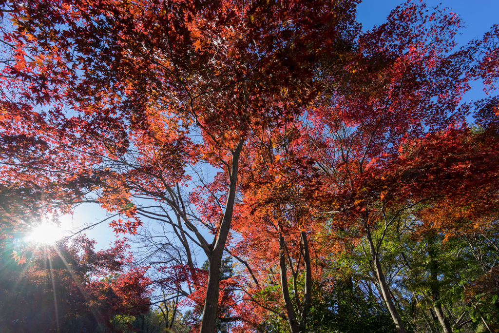 薬師池公園【旧荻野家手前の紅葉】④20181123