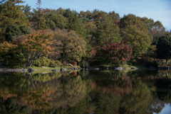 昭和記念公園【日本庭園：池と紅葉】②20181117