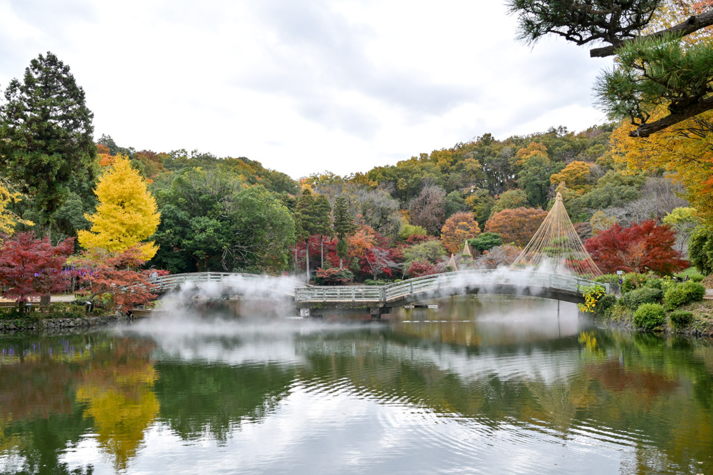薬師池公園【タイコ橋と黄葉】①20251119