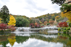 薬師池公園【タイコ橋と黄葉】①20251119