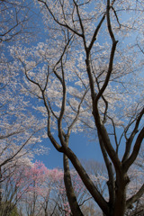 昭和記念公園【桜の園の眺め】③20200326