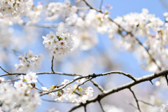神代植物公園【サクラ：染井吉野】①20250404