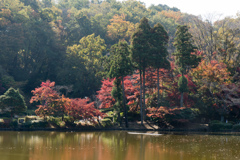 薬師池公園【薬師池沿いの紅葉】①20221112