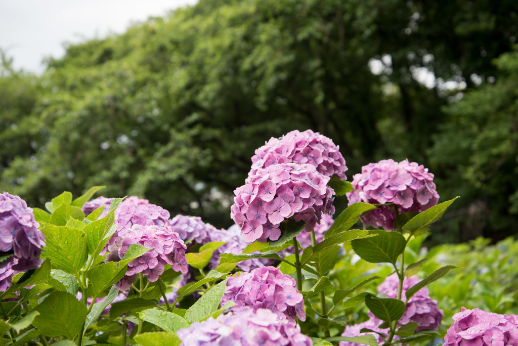 薬師池公園【えびね苑：赤色のアジサイ】20190623