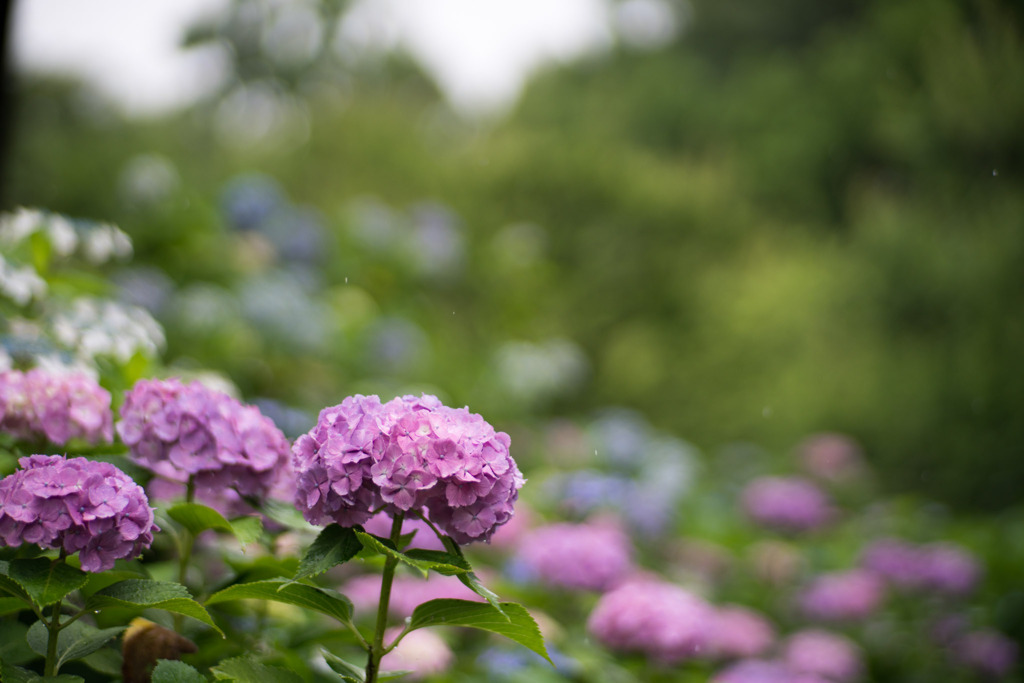 府中市郷土の森【アジサイ】⑤20200614