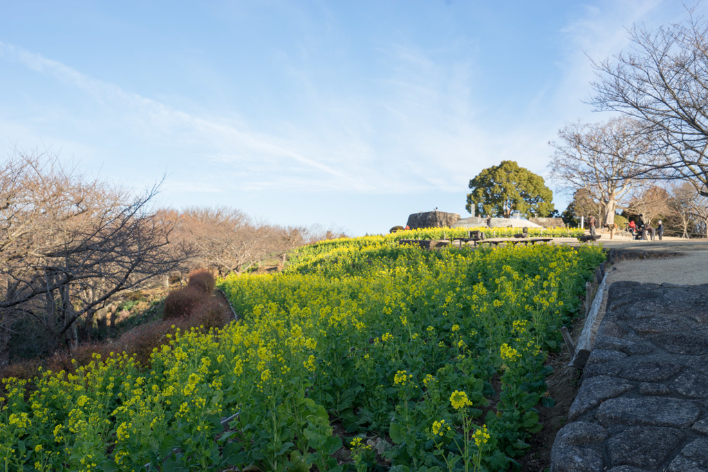 【吾妻山公園のナノハナ】①20180107