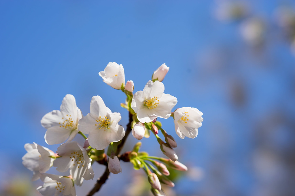 新宿御苑【大島桜】②20180317