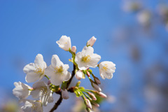 新宿御苑【大島桜】②20180317