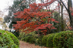 小石川植物園【小道沿いの紅葉】①20181209