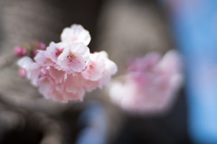 大船フラワーセンター【大寒桜】②20210304