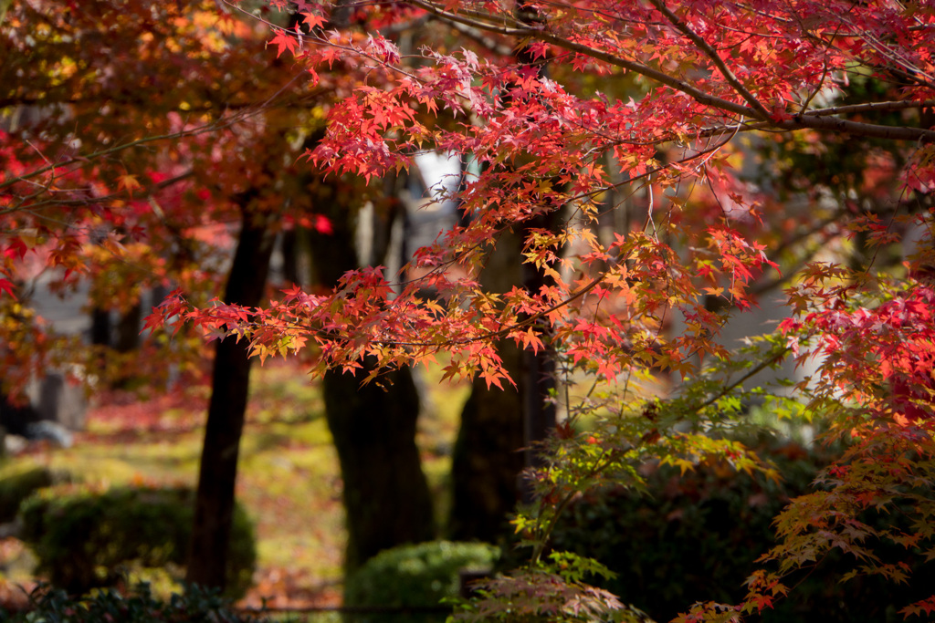 京都の紅葉【永観堂：寿橋西の庭付近】⑤20201126