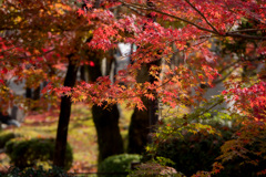 京都の紅葉【永観堂：寿橋西の庭付近】⑤20201126