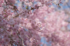 神代植物公園【サクラ：八重紅枝垂桜】③20180331