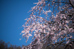 神代植物公園【枝垂れ桜】④20230319