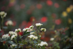 【花菜ガーデン(薔薇：緑光)】20161010