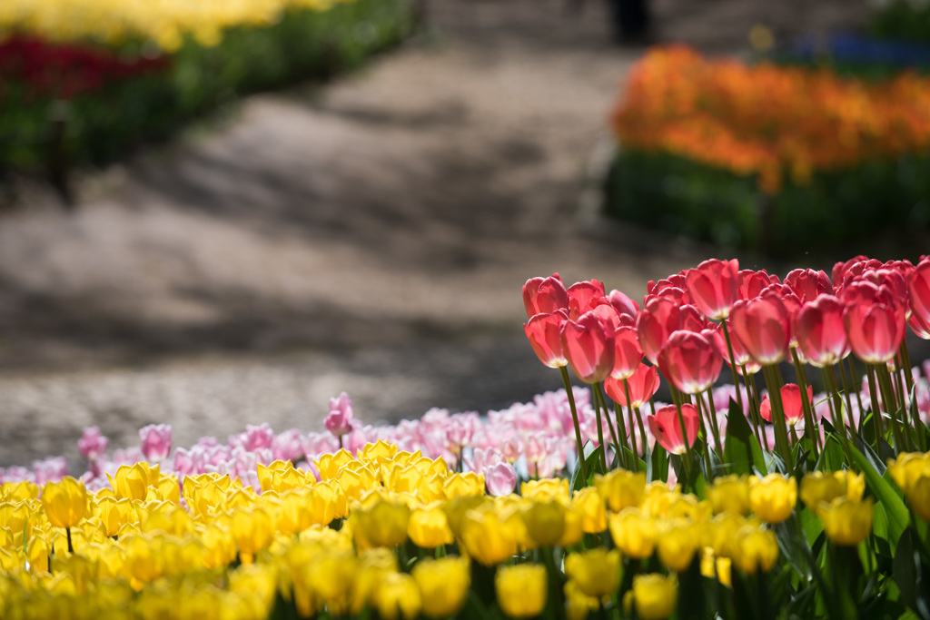 【昭和記念公園(ファンアイク)】②20150418