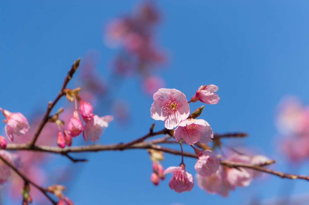 皇居東御苑【琉球寒緋桜】①20170204