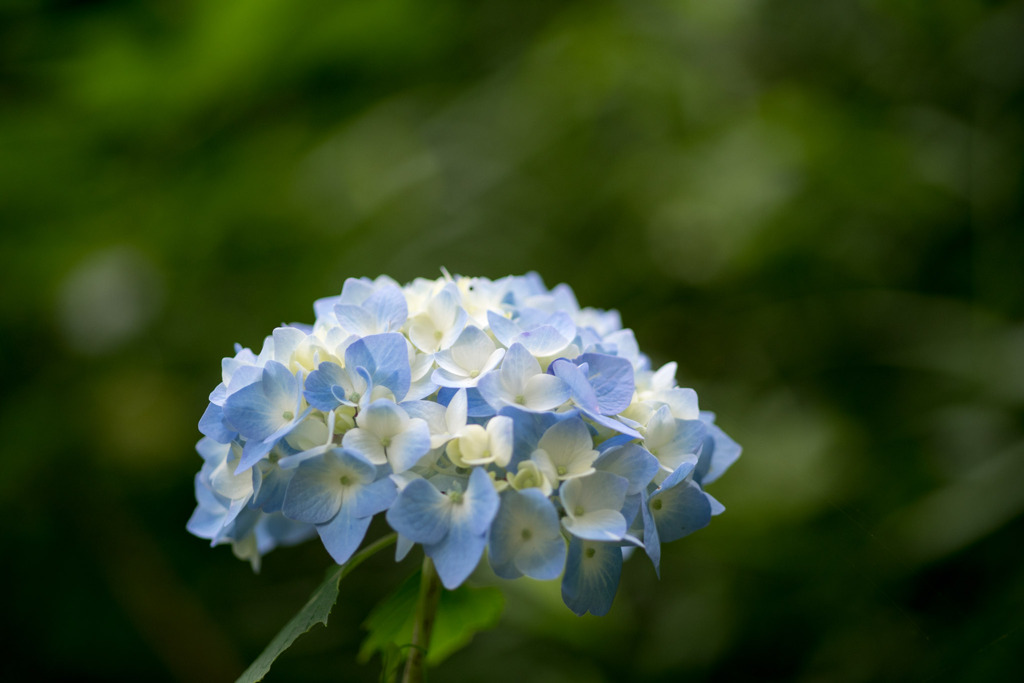 生田緑地【あじさい山の紫陽花】④20200604