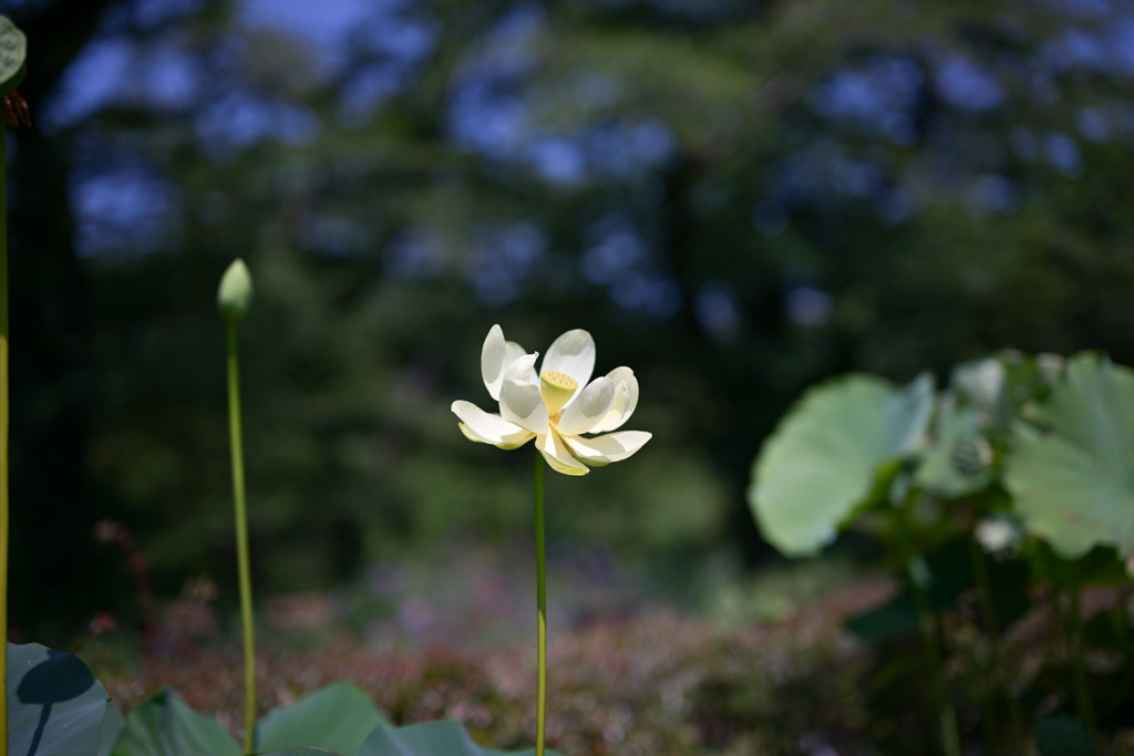 神代植物公園【アメリカ黄蓮】20250721