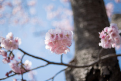 大船フラワーセンター【大寒桜】①20210304