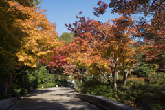 昭和記念公園【日本庭園：紅葉の様子】①20201114
