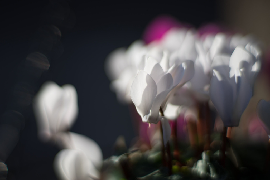 Planar 85mm f1.4【シクラメン_f=1.4】20200103