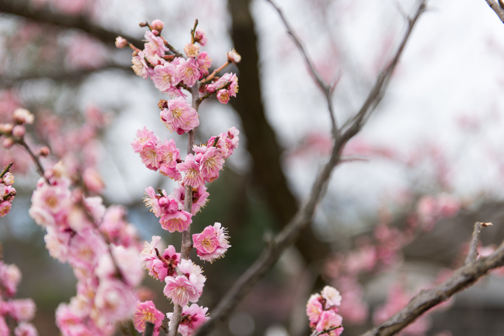 【小田原フラワーガーデン(塒出の錦)】20150314