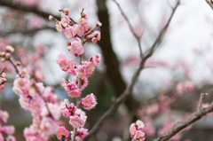 【小田原フラワーガーデン(塒出の錦)】20150314