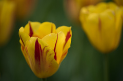 【昭和記念公園(ワシントン)】20150418