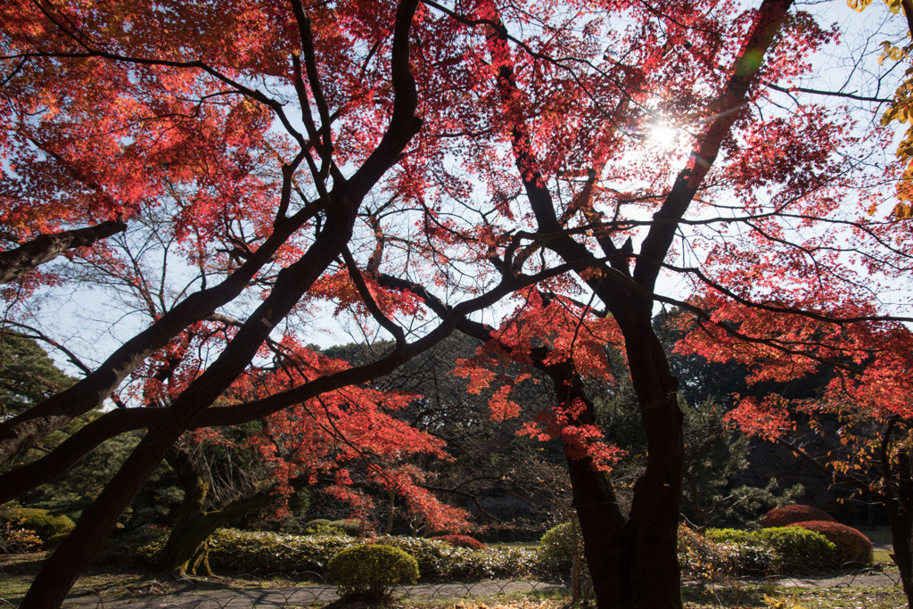 【新宿御苑(翔天亭近くの紅葉)】③20151212