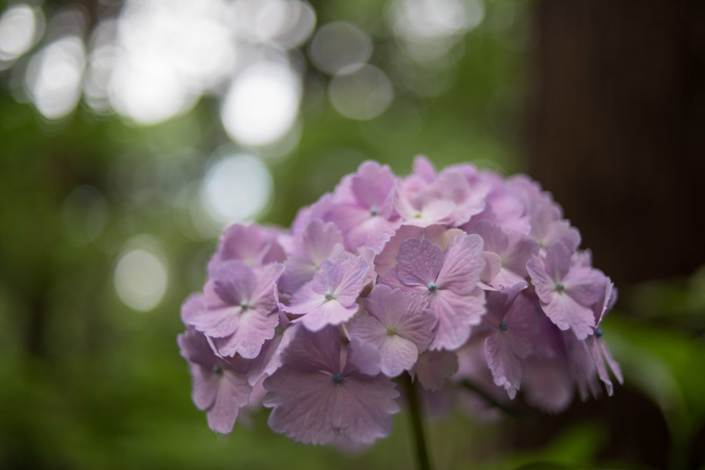 【薬師池公園(赤色の紫陽花)】②20160612