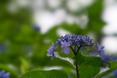 昭和記念公園【青色の額紫陽花】③20170701