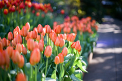 サムエル・コッキング苑【チューリップ：トリプルエー】①20260106