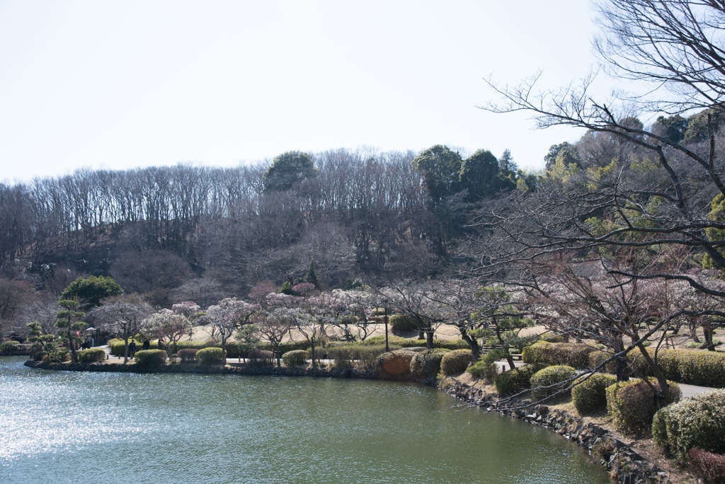 薬師池公園【満開の梅園】②20190309