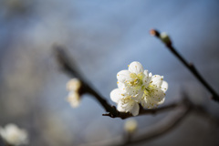 府中市郷土の森【梅：新茶青】②20210223