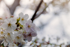本牧山頂公園【サクラ：山桜】⑥20190330