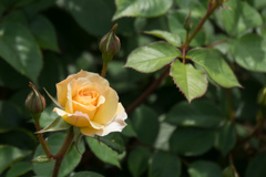 神代植物公園【薔薇：ムーン・スプライト】20170506