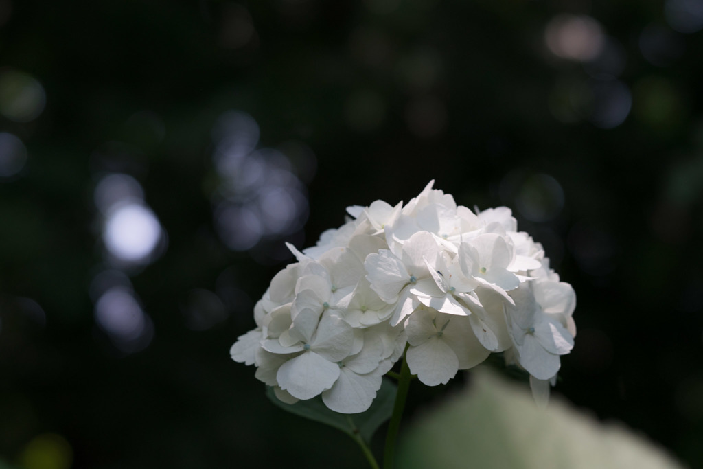 浄慶寺【白紫陽花】③20170617