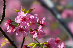 本牧山頂公園【サクラ：横浜緋桜】⑦20240331