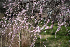 府中市郷土の森【梅の花：藤牡丹枝垂】②20200224