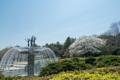 昭和記念公園【カナール噴水脇の大島桜】20200326