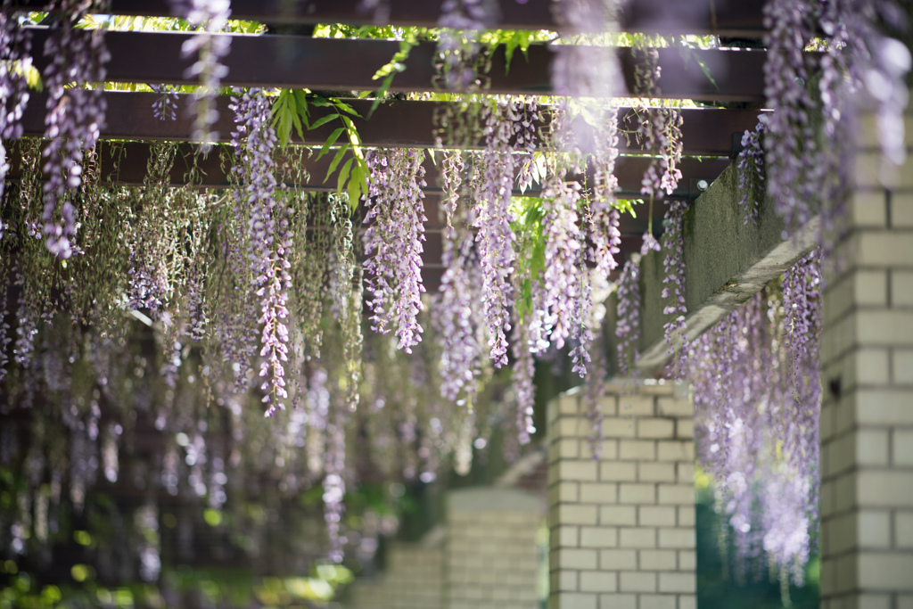 神代植物公園【藤の花】②20220430