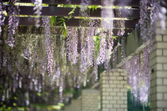 神代植物公園【藤の花】②20220430