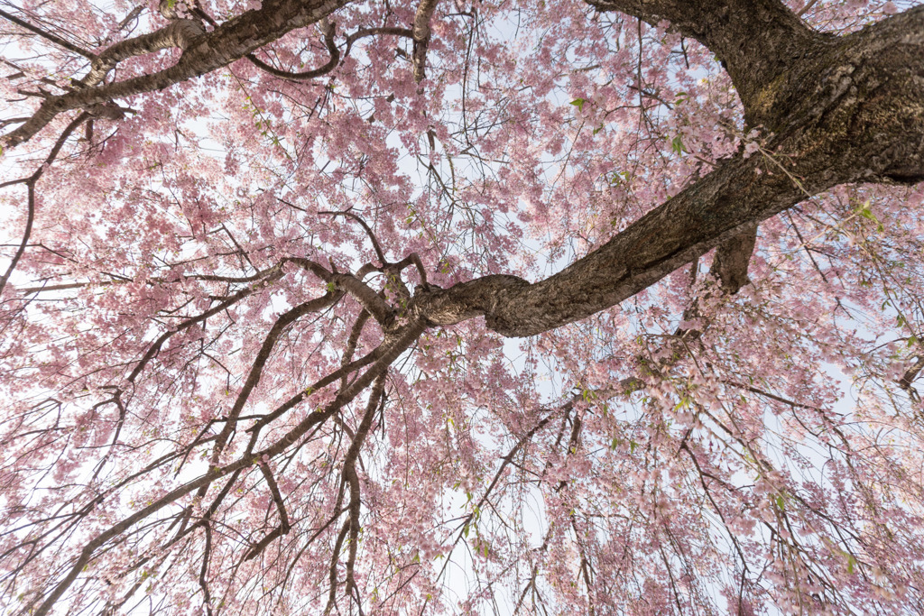 東北お花見ツアー【日中線しだれ桜並木】③20180423