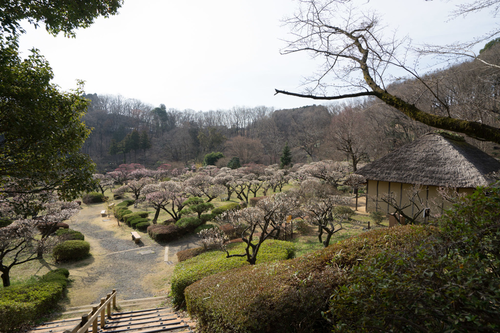 【薬師池公園の梅園】②20180318