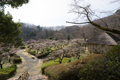 【薬師池公園の梅園】②20180318